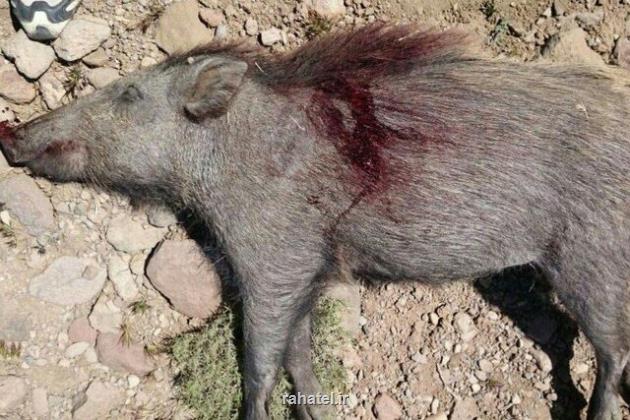 کشف لاشه و اجزای 38 گراز وحشی در دماوند