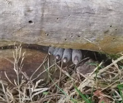 انگشتان مرده از تنه درخت بیرون زده اند!